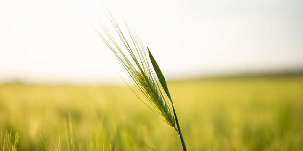 Інноваційні методи захисту зернових культур від шкідників