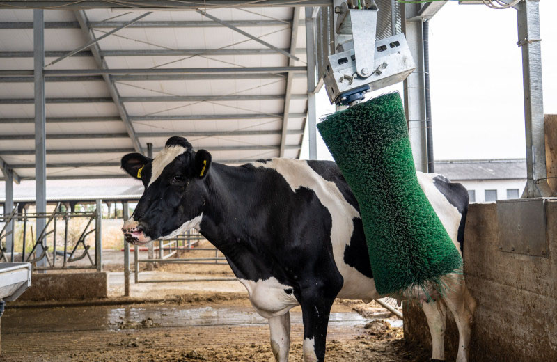Щетки-чесалки для коров и их преимущества в уходе за животными